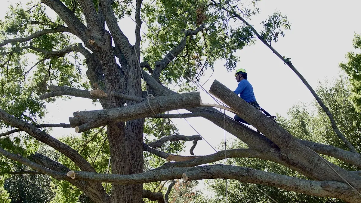 Professional Hazardous Tree Removal performed by certified arborists in Liberal
